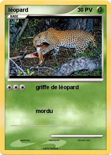 Pokemon léopard