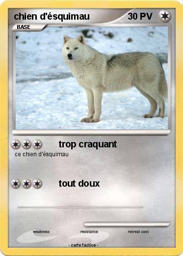 Pokemon chien d'ésquimau