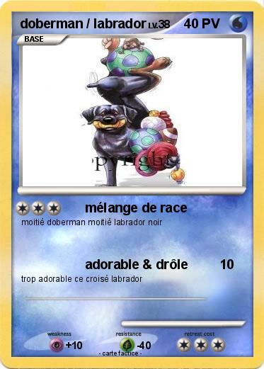 Pokemon doberman / labrador