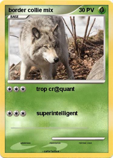 Pokemon border collie mix