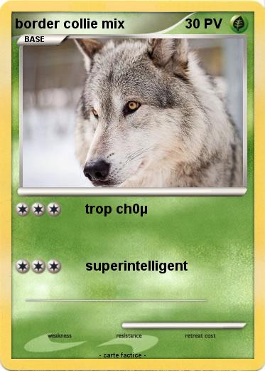 Pokemon border collie mix
