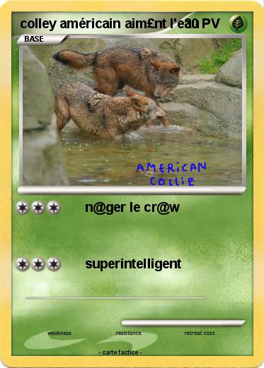 Pokemon colley américain aim£nt l'eau