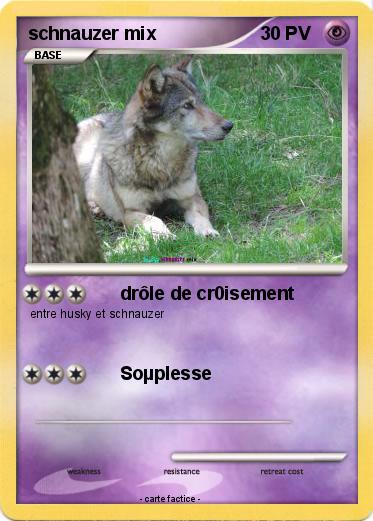 Pokemon schnauzer mix