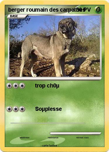 Pokemon berger roumain des carpathes