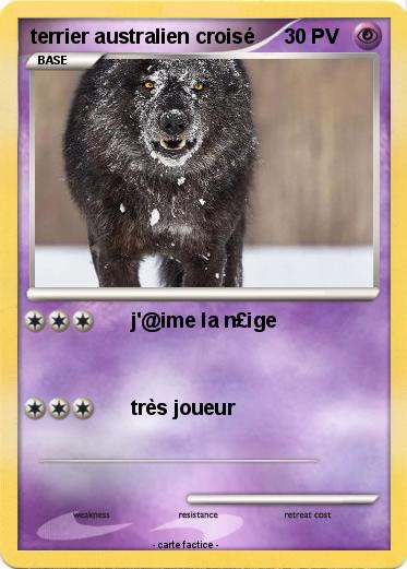 Pokemon terrier australien croisé