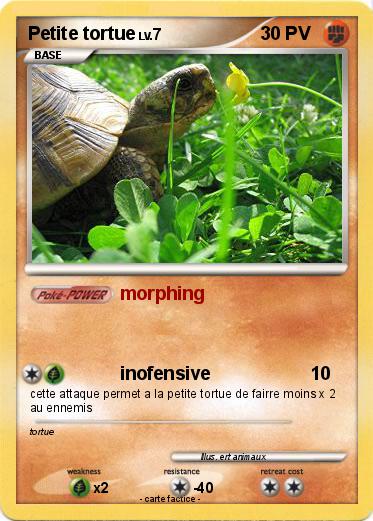 Pokemon Petite tortue