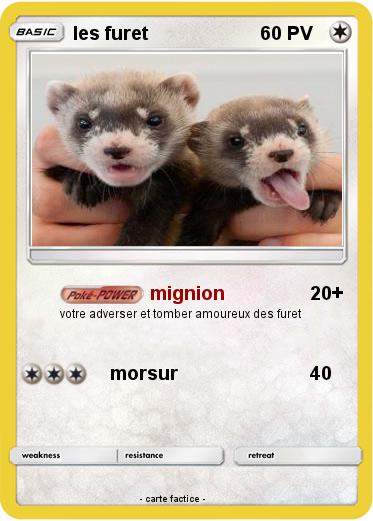 Pokemon les furet