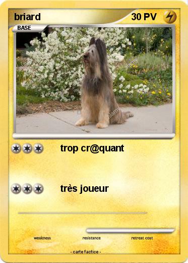Pokemon briard