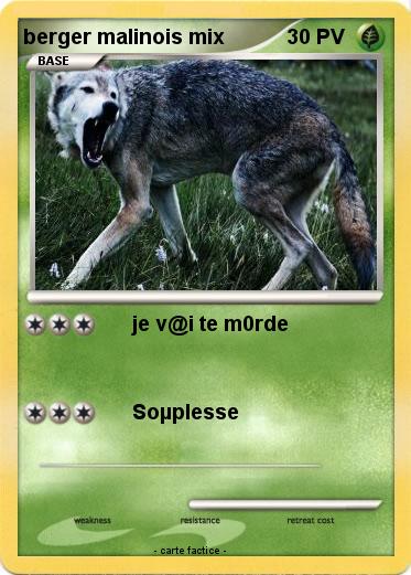 Pokemon berger malinois mix