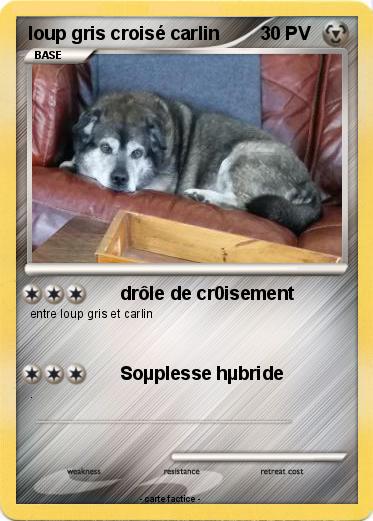 Pokemon loup gris croisé carlin