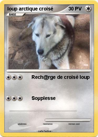 Pokemon loup arctique croisé
