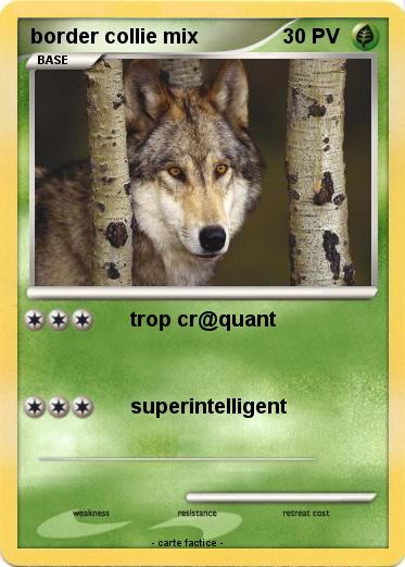 Pokemon border collie mix