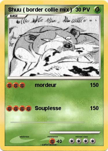 Pokemon Shuu ( border collie mix )