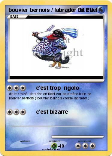 Pokemon bouvier bernois / labrador fat chef