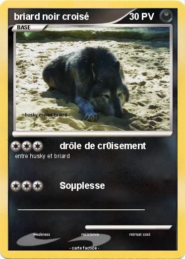 Pokemon briard noir croisé