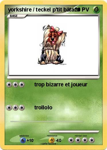 Pokemon yorkshire / teckel p'tit bâtard