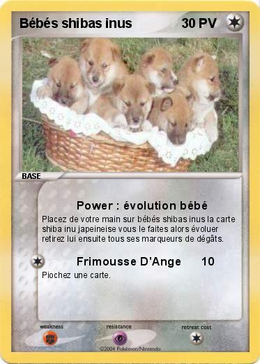 Pokemon Bébés shibas inus