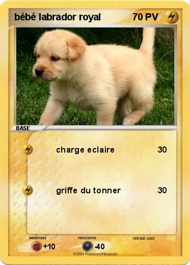 Pokemon bébé labrador royal