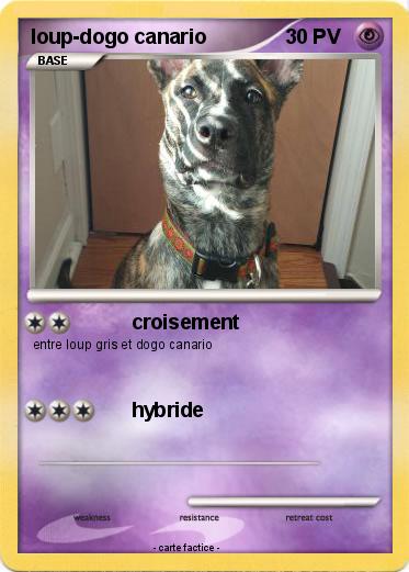 Pokemon loup-dogo canario