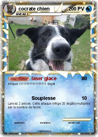 Pokemon cocrate chien
