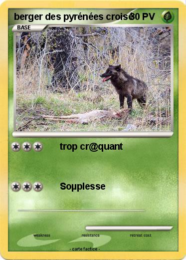 Pokemon berger des pyrénées croisé