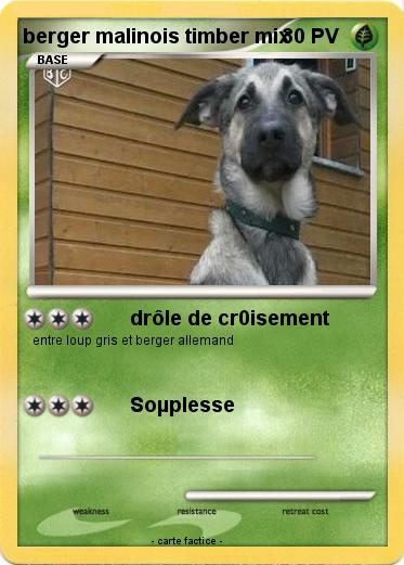 Pokemon berger malinois timber mix