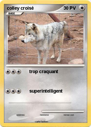 Pokemon colley croisé