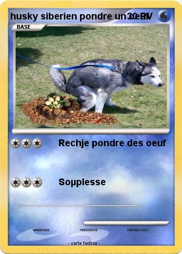 Pokemon husky siberien pondre un oeuf