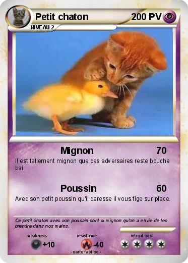 Pokemon Petit chaton