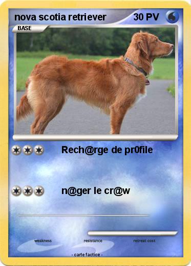 Pokemon nova scotia retriever