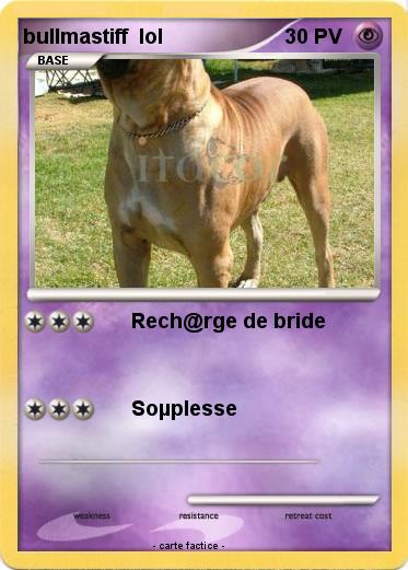 Pokemon bullmastiff  lol