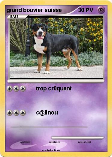 Pokemon grand bouvier suisse