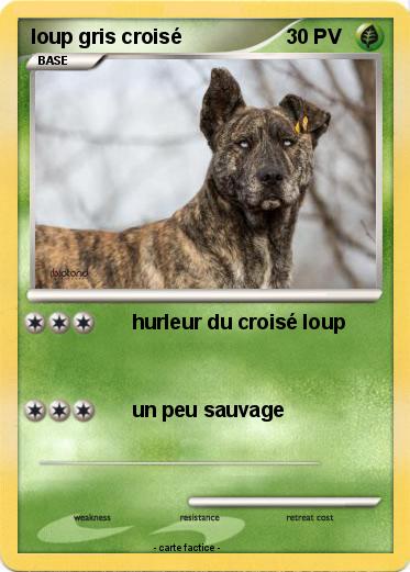 Pokemon loup gris croisé