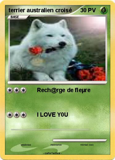 Pokemon terrier australien croisé