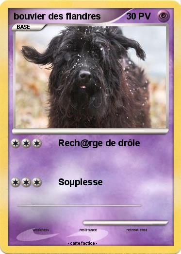 Pokemon bouvier des flandres