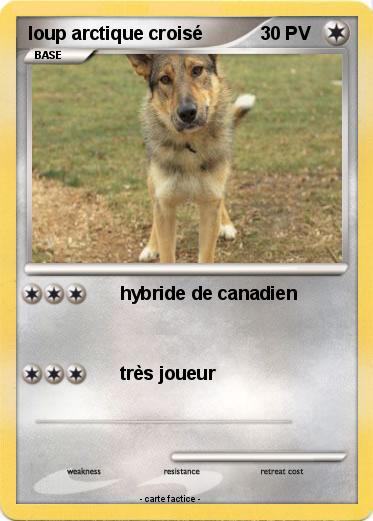 Pokemon loup arctique croisé