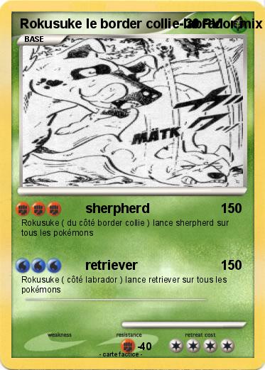 Pokemon Rokusuke le border collie-labrador mix
