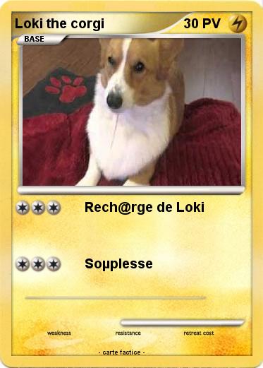 Pokemon Loki the corgi