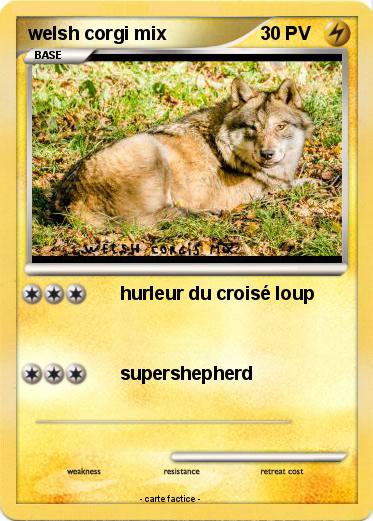 Pokemon welsh corgi mix