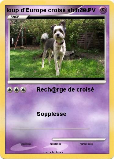 Pokemon loup d'Europe croisé shih-tzu