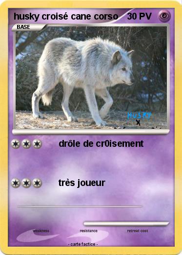 Pokemon husky croisé cane corso