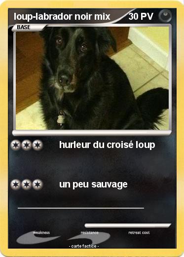 Pokemon loup-labrador noir mix