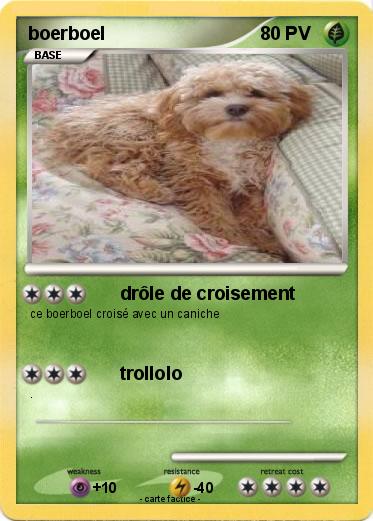 Pokemon boerboel