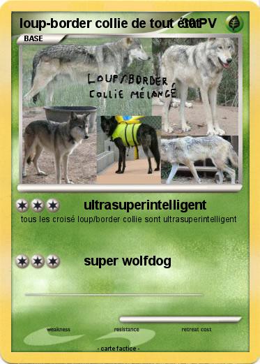 Pokemon loup-border collie de tout état