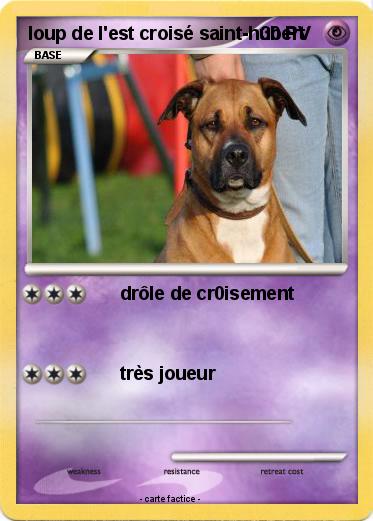 Pokemon loup de l'est croisé saint-hubert