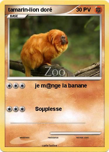 Pokemon tamarin-lion doré