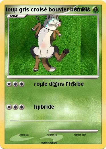 Pokemon loup gris croisé bouvier bernois