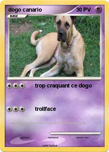 Pokemon dogo canario