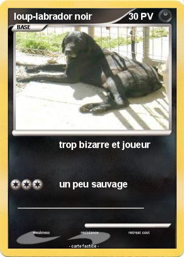 Pokemon loup-labrador noir