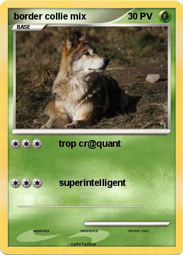 Pokemon border collie mix